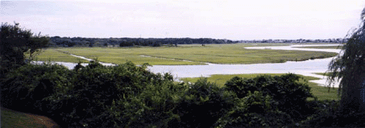 photograph of summer on Scorton Marsh behind our home